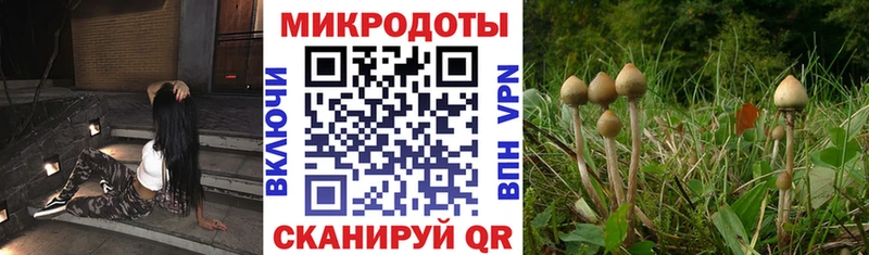 даркнет сайт  Никольск  Галлюциногенные грибы Psilocybe 
